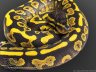 Phantom Yellow Belly  - <div><span style="font-family: Arial; font-size: x-small;">Phantom Yellow Belly</span></div>